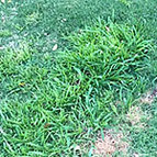 Selective Grass Control Treatment
